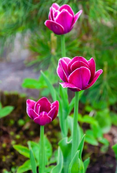 Floral Landscape Burgundy Tulips Background Pine Needles View Blooming Garden — Stock Photo, Image