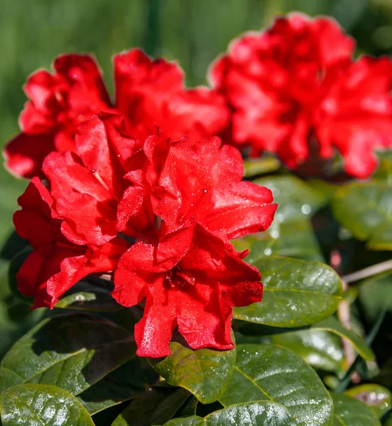 Morning Rain Drops Flowers Red Rhododendron Green Glossy Leaves Beautifully — Stockfoto