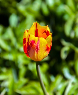 Beautiful red-yellow tulip on blurry green background of various grasses. Solitary two-toned tulip in the spring flowering period. 