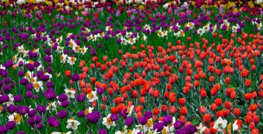 Beautiful spring flower meadow with tulips and daffodils of different colors. Red and burgundy tulips in joint bloom with white daffodils on May day. 