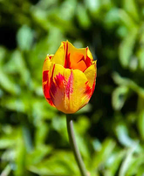 Beautiful Red Yellow Tulip Blurry Green Background Various Grasses Solitary — Stock Photo, Image