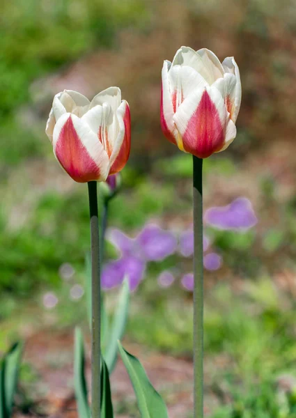 Tall Delicate Red White Tulips Blurry Green Background Various Grasses — Stock Photo, Image