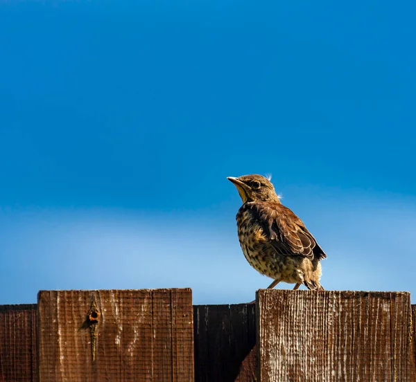 Flock Rowan Thrush Sits Fence Blue Sky Young Thrush Chick — Stok fotoğraf