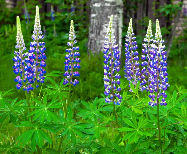 Thickets Flowering Bushes Perennial Wild Blue Lupine Stems Leaves Inflorescences — 图库照片
