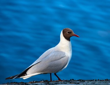Lake gull, or an ordinary gull, sits on stone against background of turquoise water.  Small black-headed gull river gull or Chroicocephalus ridibundus is species of small bird in the genus Chroicocephalus of the gull family Laridae.  