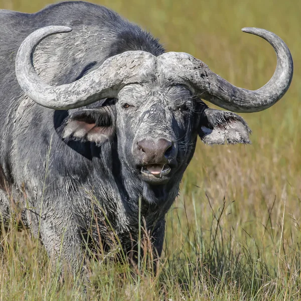 Wild African buffalo looks aggressively standing in the tall grass of the savannah. Buffalo bull with big dirty horns in the natural conditions of the grassy savannah of South Africa.