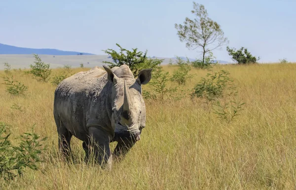 African Rhinoceros Runs Tall Grass Savannah Expanses White African Rhinoceros — Zdjęcie stockowe