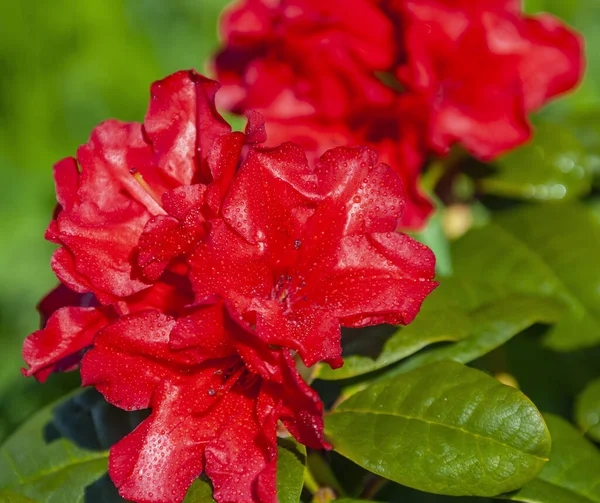 Red Rhododendron Flowers Morning Dew Drops Glossy Green Leaves Beautifully — Stockfoto