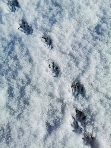 Traces Paws Common Hedgehog Fresh Fallen White Spring Snow Chain — Stok fotoğraf