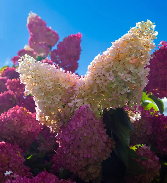 Floral Τοπίο Λευκό Ροζ Ταξιανθίες Του Πανικού Ορτανσία Μπλε Φόντο — Φωτογραφία Αρχείου