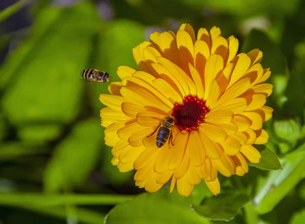 Los Insectos Voladores Recogen Néctar Polen Flor Caléndula Abeja Mosca — Foto de Stock