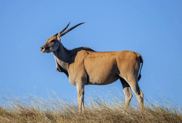 African Eland Antilope Grootste Schroefhoornantilope Een Volwassene Wijfje Eland Wordt — Stockfoto