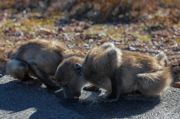 Bebê Babuíno Beber Lamber Água Secagem Estrada Asfalto Dois Macacos — Fotografia de Stock