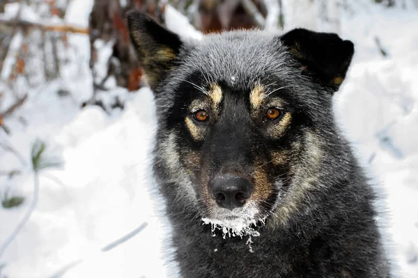そりや狩猟犬として使用される先住民シベリア犬 冬のタイガ地区の犬の肖像画で 雪が描かれています — ストック写真