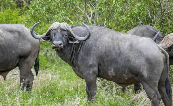 An angry African buffalo bull with big horns is standing sideways. An adult formidable male wild buffalo on the background of bushes.