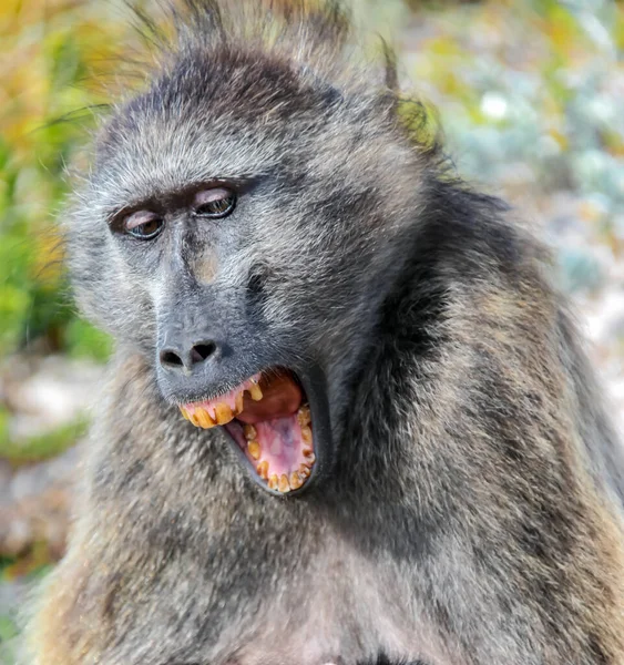 Female Baboon Yawns Opening Her Mouth Sore Teeth Monkey Open — Stock Photo, Image