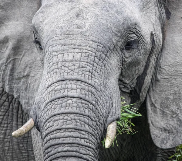 Elefante Africano Salvaje Alimenta Hierba Verde Cabeza Elefante Con Colmillos — Foto de Stock