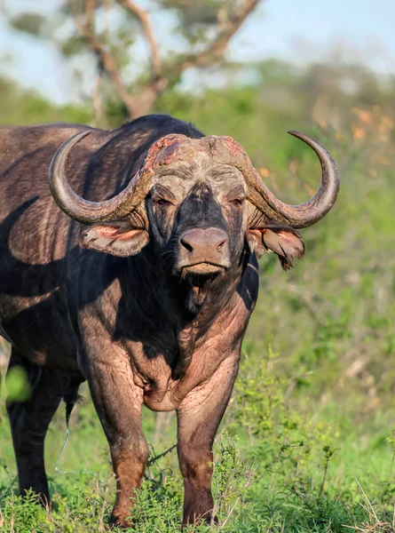 Retrato Completo Touro Búfalo Selvagem Savana Africana Africano Velho Búfalo — Fotografia de Stock