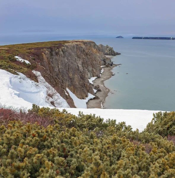 Costa Bahía Penzhinskaya Del Mar Okhotsk Con Aleta Cedro Tundra — Foto de Stock