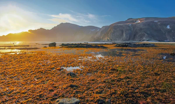 Havsnivån Ebb Penzhinskaya Bay Sea Okhotsk Med Alger Solens Strålar — Stockfoto