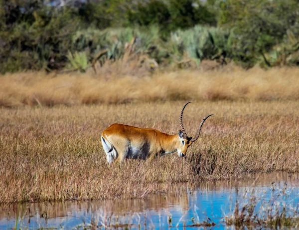 Antilope Rouge Litchi Broute Dans Une Zone Marécageuse Près Des — Photo