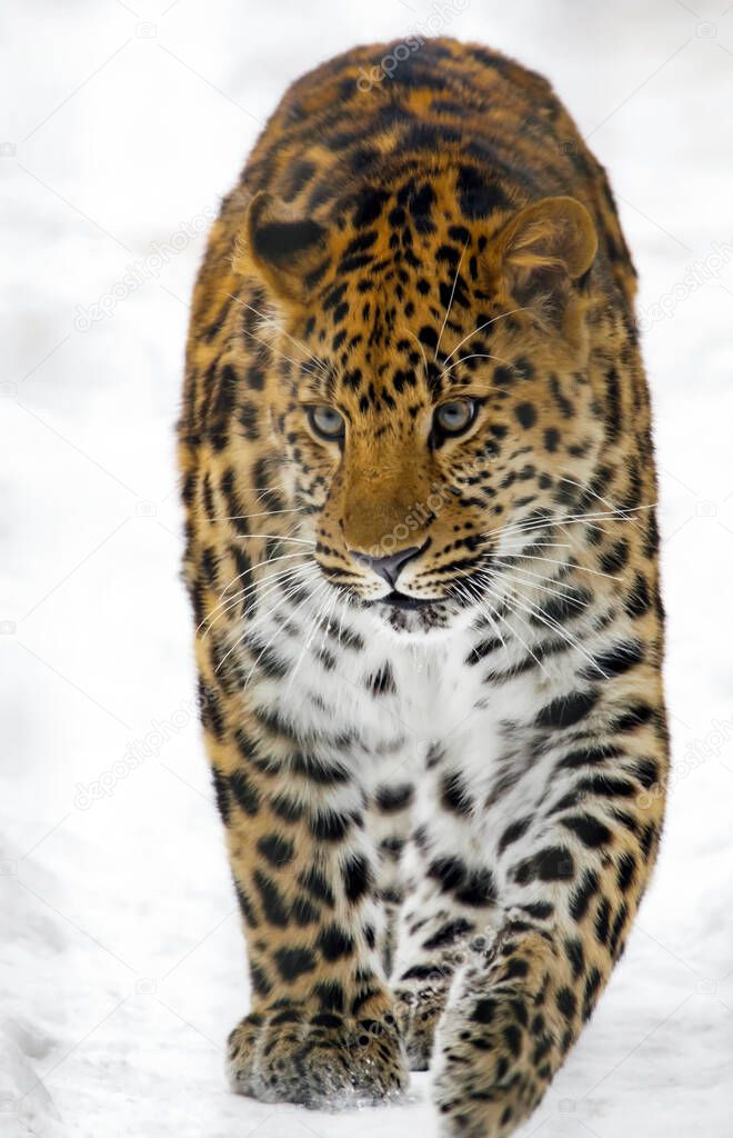 Wild Amur leopard carefully walks along the snowy path.  East Siberian leopard or Far Eastern leopard or Panthera pardus orientalis is predatory mammal from the feline family, an object of protection of the International Red Book. 