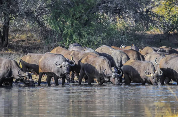 Herd Van Wilde Afrikaanse Buffels Bij Natuurlijke Drinkplaats Grote Kudde — Stockfoto