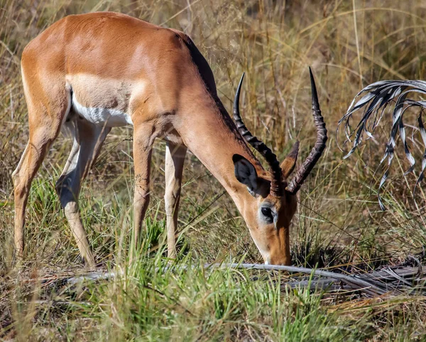Wilde Mannelijke Afrikaanse Impala Antilope Bij Drinkplaats Jonge Impala Stier — Stockfoto