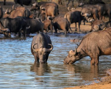 Afrika bufalolarının vahşi inekleri sürünün arka planına karşı su içiyorlar. Hayvanlar sabahın köründe gölün kenarındaki su birikintisinde güneşin altında. 