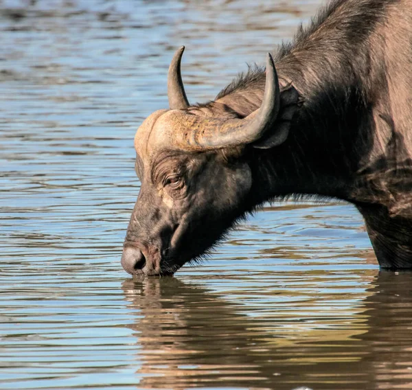 Zmęczony Biały Koń Stoi Przełęczy Górach Polowaniu Ibex Koń Syberyjskim — Zdjęcie stockowe