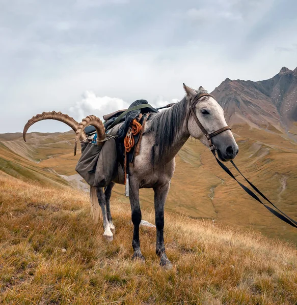 Koń Syberyjskim Trofeum Ibex Bronią Tle Przełęczy Górskiej Powrót Polowania — Zdjęcie stockowe
