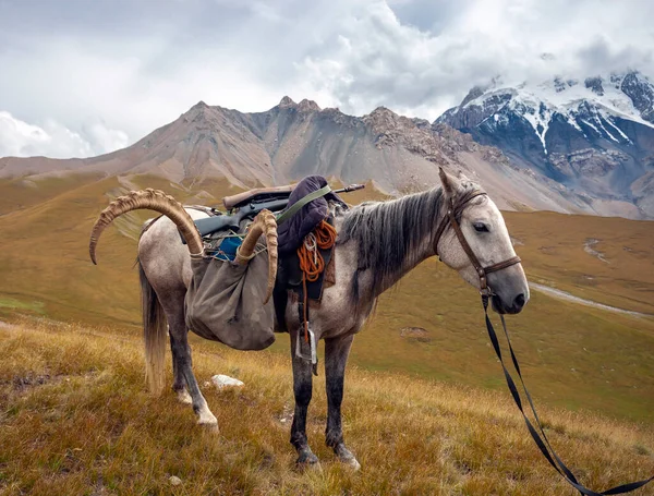 Cansado Cavalo Branco Fica Passo Nas Montanhas Depois Caçar Ibex — Fotografia de Stock