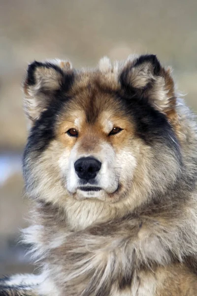 Retrato Cão Trenó Aborígine Norte Desgrenhado Caça Husky Península Taimyr — Fotografia de Stock