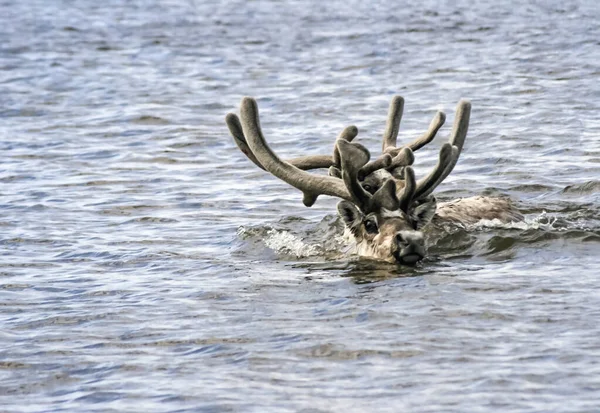 Caribou Reindeer Swim River Summer Seasonal Migration Two Deer Swim — Stock Photo, Image