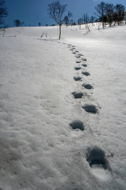 Baharda eriyen buz kabuğuyla karları eriten büyük ayı izleri. Mayıs ayı başında derin kar üzerinde boz ayının veya boz ayının pençe izleri. 