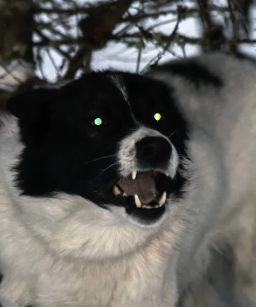 Hund Mit Brennenden Augen Bellt Der Dämmerung Aggressiv Einheimischer Ureinwohner — Stockfoto