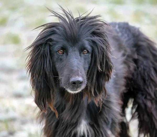 Ritratto Del Cane Caccia Aborigeno Kirghiso Tazy Nelle Montagne Tien — Foto Stock