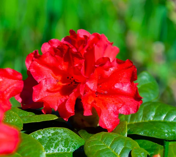 緑色の光沢のある葉を持つ赤いシャクナゲの花に水の滴 美しい鮮やかな赤い花の庭常緑シャクナゲを咲かせます — ストック写真