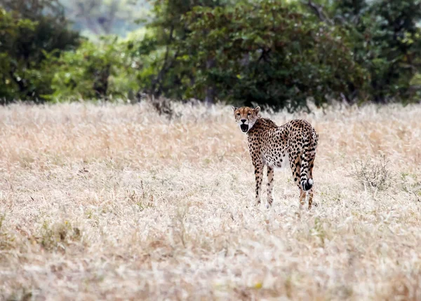 Große Afrikanische Gepardenkatze Gähnt Vor Der Jagd Der Savanne Ein — Stockfoto