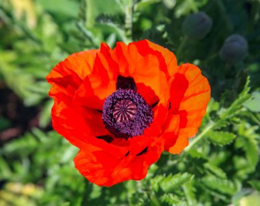 Yukarıdan güzel kırmızı haşhaş manzarası. Corolla, taç yaprakları, parlak kırmızı haşhaş çiçekleri bahçede bitki örtüsünün arka planında. 