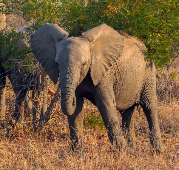 Joven Elefante Africano Con Orejas Giradas Hacia Los Lados Avanza — Foto de Stock