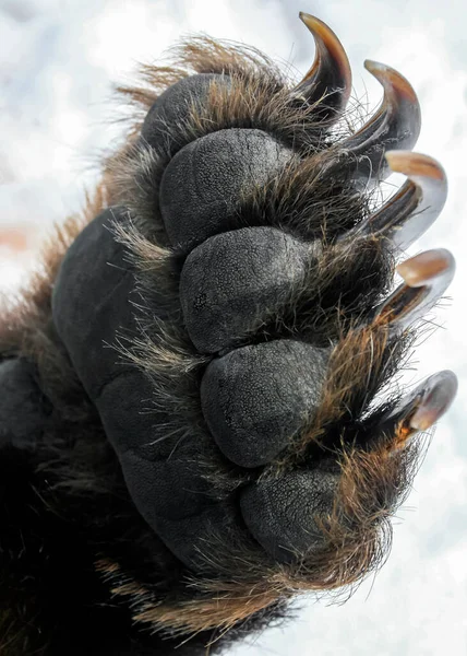 Bear\'s front paw with long and sharp claws.  Palmary callus and claws on the forelimb of brown bear.