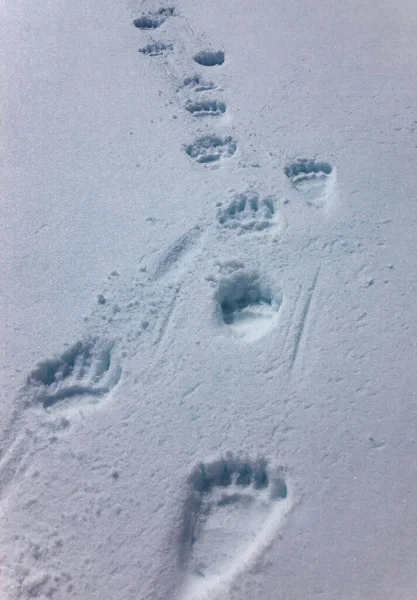 Fresh tracks of large brown bear on white snow in spring.  Chain of bear paw prints on clear snow in early May.