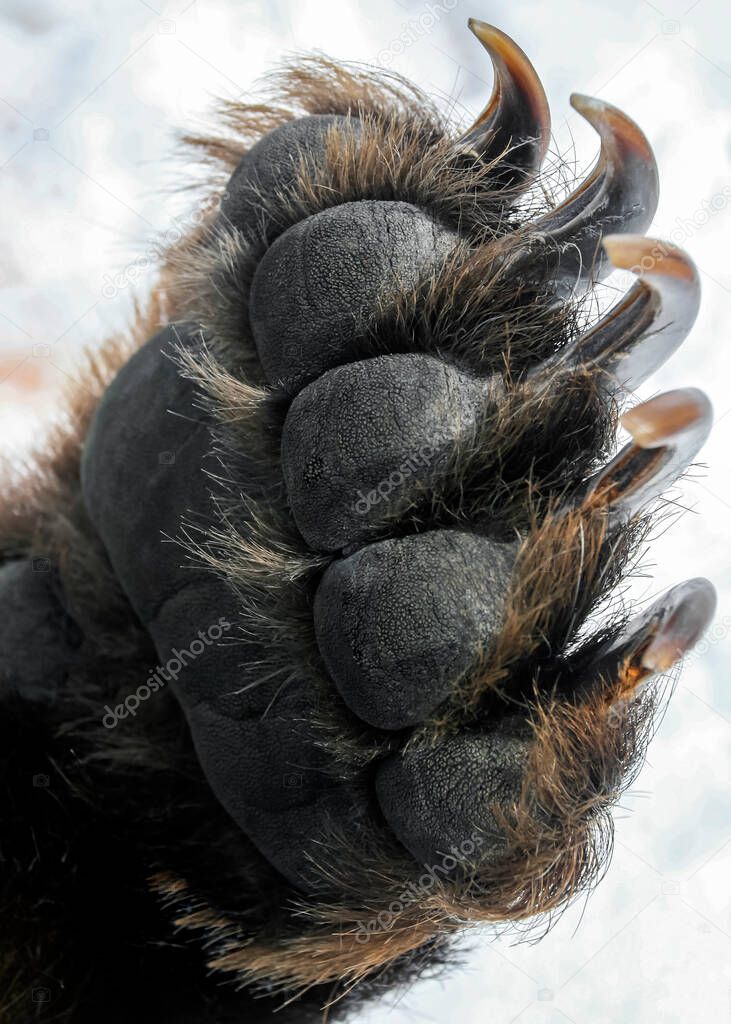 Bear's front paw with long and sharp claws.  Palmary callus and claws on the forelimb of brown bear. 