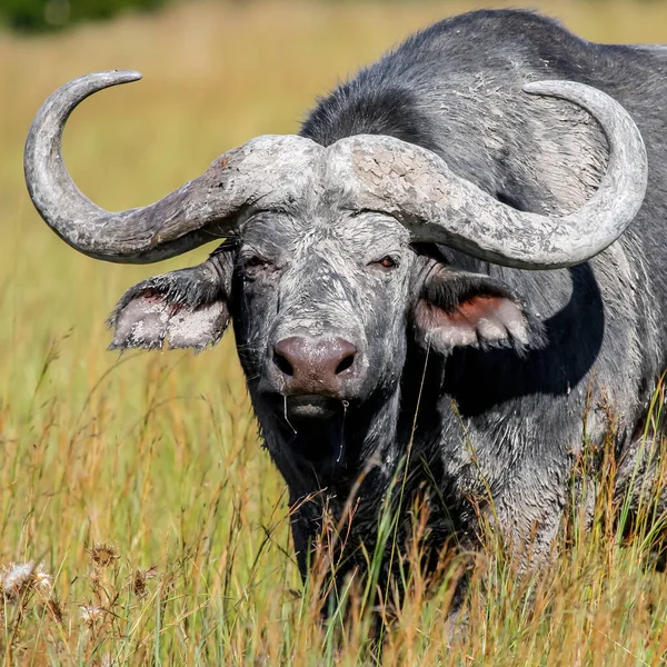 Wild dirty bull African buffalo with big wide horns. Male African buffalo from the big five looks aggressive.