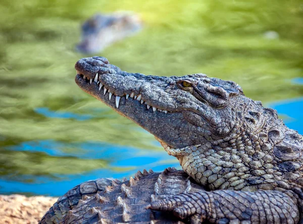 Crocodilo Nilo Mostra Dentes Contra Fundo Água África Predador Selvagem — Fotografia de Stock