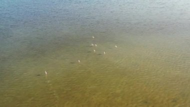 Vic ve flamingolar göletinin üzerinden uçuyorlar, Vic la Gardiole yakınlarında, Herault, Occitanie, Fransa