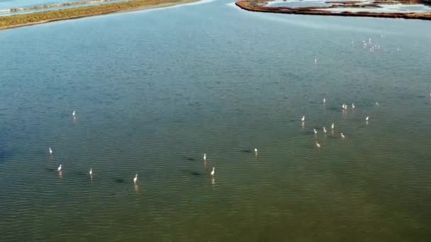 Flyg Över Dammen Vic Och Flamingos Som Flyger Nära Vic — Stockvideo