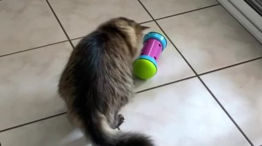 Bir kedi bir oyuncakta mama arıyor.