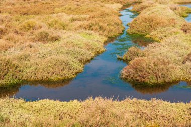 Etang de Thau bataklığının bitkisi, Poussan yakınlarında, Herault, Occitanie, Fransa